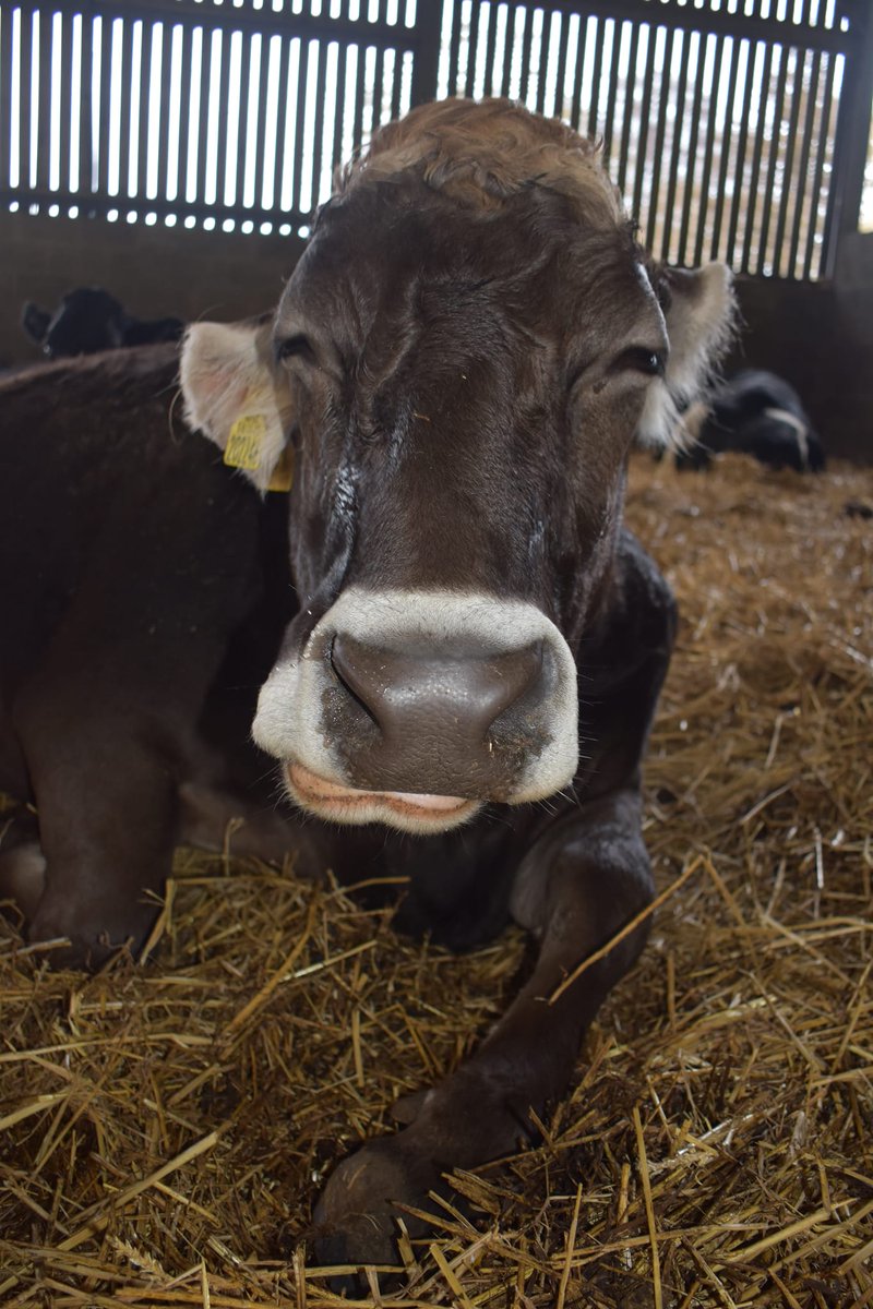 ahimsamilk's tweet photo. Rockstar - Relax, there's no need to hurry.
#cow #cows #cowsoftwitter #cowsmakemehappy #cowlover #cowlovers #cowsarecool #lovecows #cowsarecute #cowsgomoo https://t.co/KWbTxATXd5
