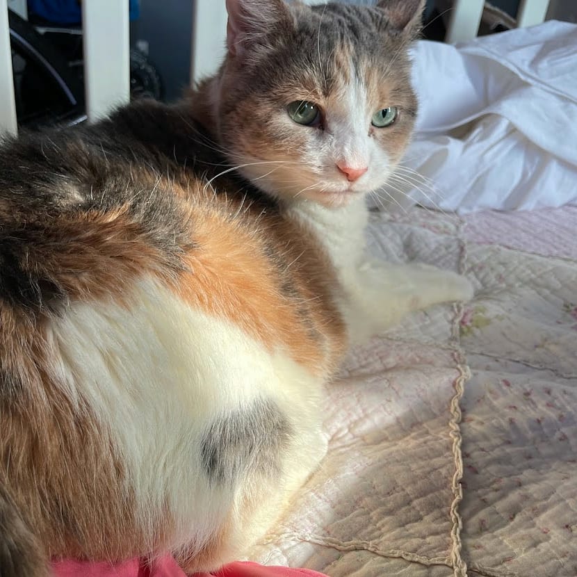 BBAWC's tweet image. Mozart is a sweet 11 YO gal who may take a minute to warm up to you, but come prepared with a brush and she’s all yours. Mozart loves cuddles and warm blankets. This is a calm lady who appreciates your attention. She does well with a small calm dog, or as a single lady.