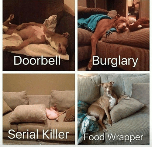 HeatherWeidner1's tweet photo. This is soooo my dogs! #doorbell #foodwrapper #snacktime #snacks #dogs https://t.co/Po3uA4am8V