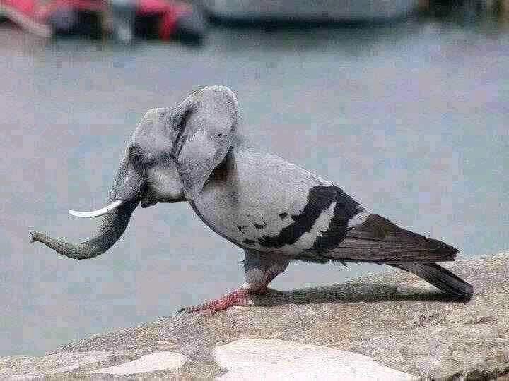 موجودہ حالات میں کسی سے بحث نہ کریں ۔اگر کوئی کہے کے ہاتھی اڑتا ہے تو اسے کہیں کے ہاں آج صبح ہماری چھت پر بیٹھا تھا🤧🤧😝🤣

#مرشد #نمود_عشق #مزاحیہ 
#funnytweets #DGISPR #QueensABC #WomenOfTheMovement