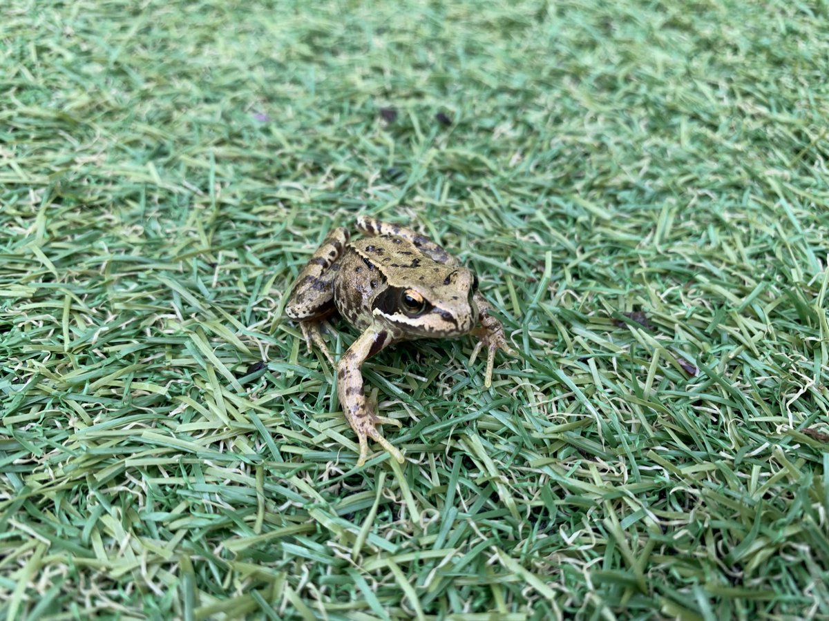 UKAmphibians's tweet photo. Yes it’s frog Friday 🐸💚🐸 This is a stunning photo of the common frog ( Rana temporaria )
#frogfriday #frogfriend #amphibian #amphibia #ukamphibians #photography #photo #photographer #nature #wildlifephotography #wildlife #ranatemporaria #commonfrogs https://t.co/R89xaxlNhO