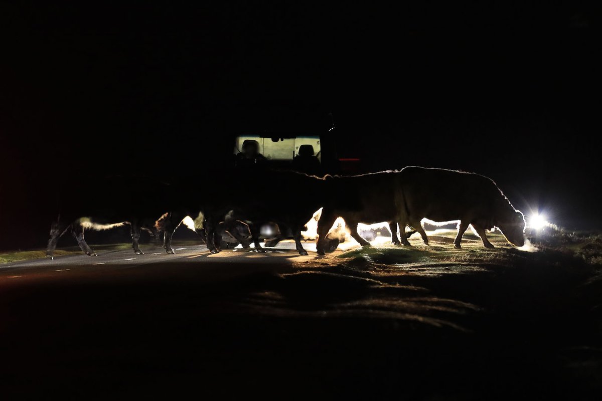 EngNewForest's tweet photo. Forest organisations are asking drivers to take extra care on the roads &amp; follow official diversions during road closures. 👇

🔴 Please #ExpectTheUnexpected &amp; #BePreparedToStop for animals
🔴 Remember animals have right of way on unfenced #NewForest roads

#DriveToTheConditions https://t.co/5GAwCNJeKE