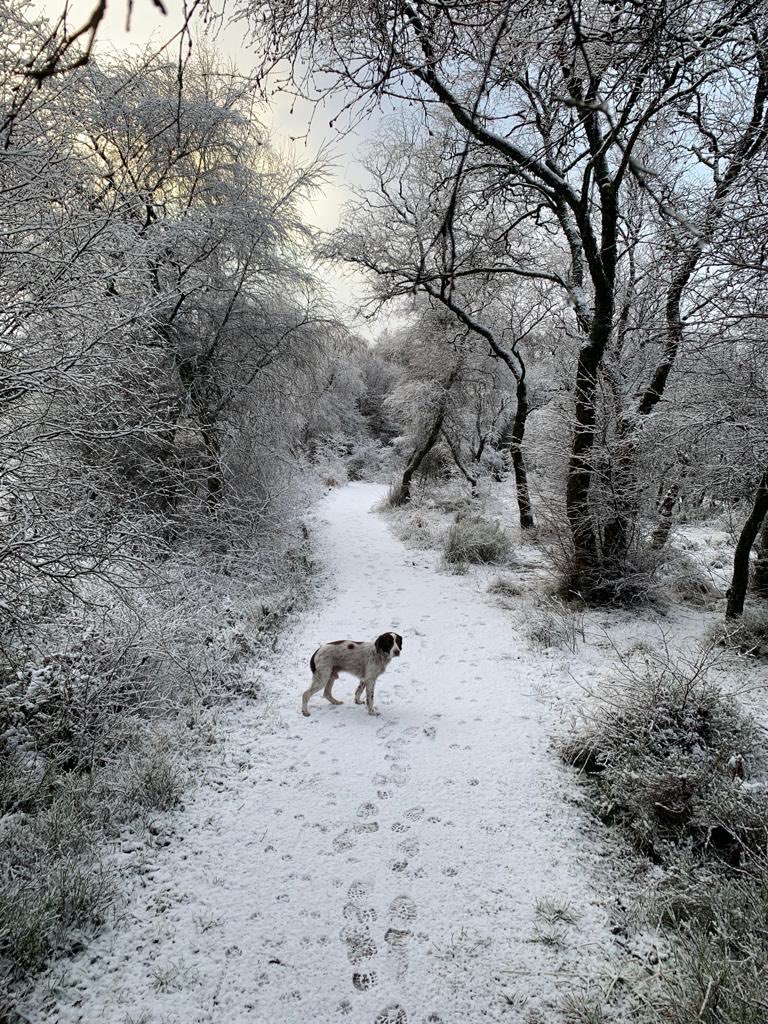 lor_maguire's tweet photo. Gorgeous winter walk this morning ❄️ Missing his partner in crime 😞 https://t.co/N4wluHSw0l