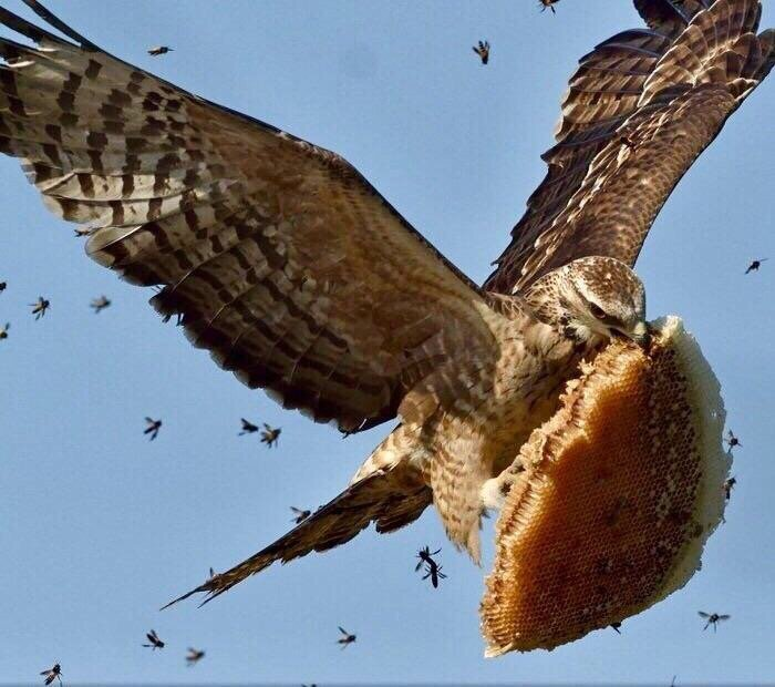 LucianoWrial's tweet photo. Me gustaría enseñaros esta foto. Lo que véis es un abejero europeo, un ave inusual que se alimenta casi exclusivamente de avispas y abejas silvestres. Se ha convertido, en el mayor defensor de las abejas ya que acaba con las avispas asiáticas, que matan entre 25-50 abejas por día https://t.co/lRJWNcLu0o