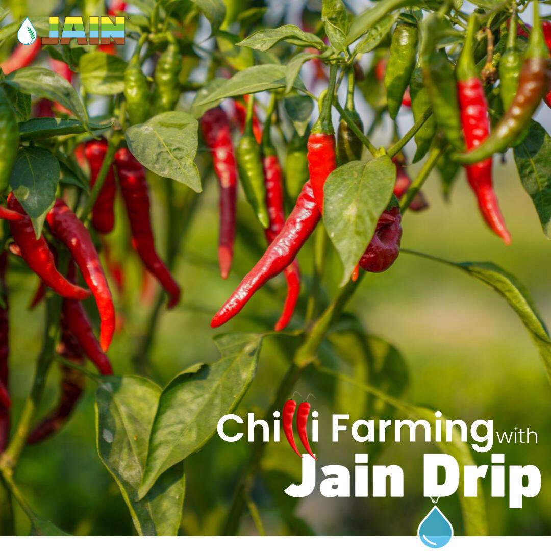 JainIrrigation's tweet photo. Exceed the standards of your farms with gaining #BetterYieldGreaterProfit by Chilli 🌶 farming using #JainDrip 💧
Avail the benefits of gaining #MoreCropPerDrop💧🌶with experts suggested #driplines
#JTurboCascade #JTurboTop #JTurboExcel
#FarmersFirstChoice 👨🏻🌾
#JainIrrigation https://t.co/giz12shkUQ
