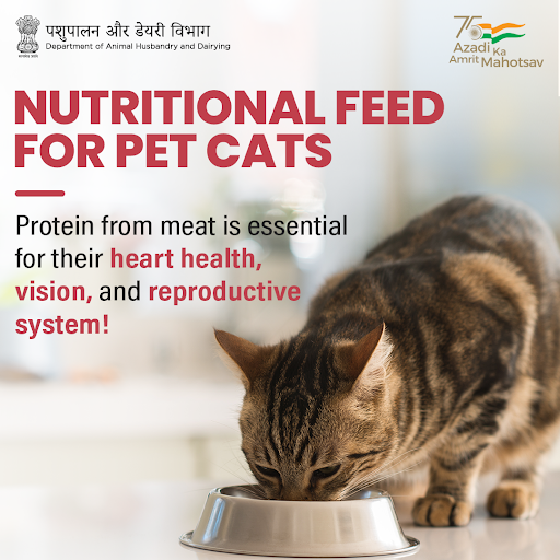Dept_of_AHD's tweet photo. Feeding pet 🐈 a protein-rich diet like cooked meat, boneless fish, and eggs can help them stay strong, agile and healthy!
#Cats #AnimalWealth #CatFeed #AmritMahotsav https://t.co/e936ABBwMK