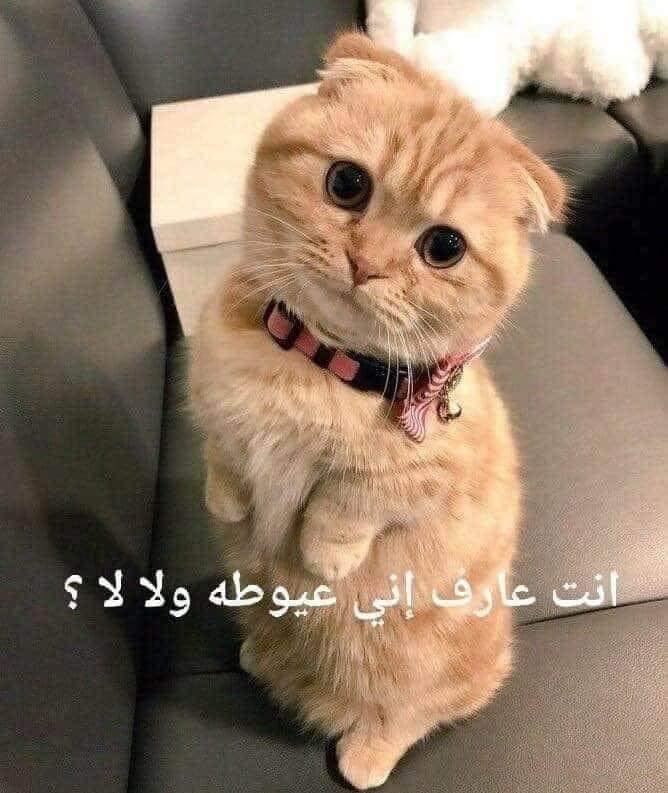 world_eror's tweet photo. - لما حد يكلمني ويبدا يعلي صوته .. https://t.co/NegfCKvAVN