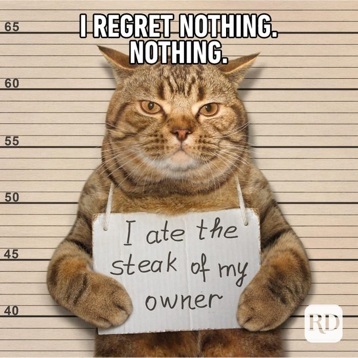 DegenKats's tweet photo. #CatsOnTwitter #DegenKats https://t.co/CJRB0v0lmc