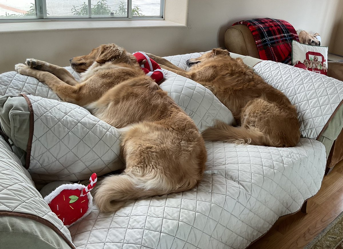 nothwang_pam's tweet image. Dory and Lily ardently guarding the house from the couch in celebration of #fluffybuttfriday @GoldretrieverUS