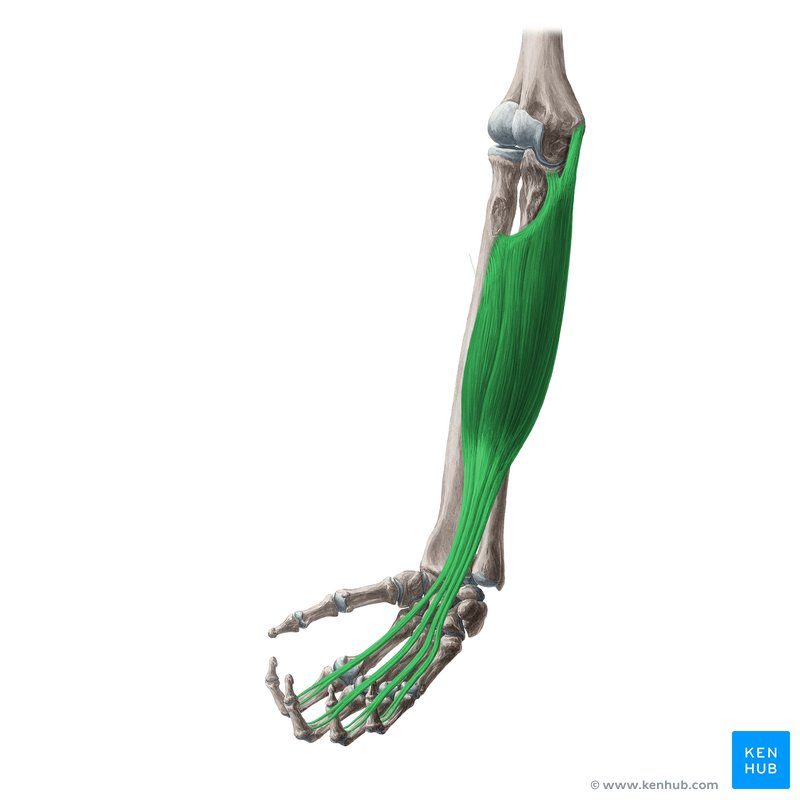 TreadAthletics's tweet photo. Strengthening the forearm musculature will offer some protective benefits to the UCL. Specifically, isometric training with a focus on the flexor digitorum superficialis.

FDS contraction has been shown to enhance valgus stability significantly.

https://t.co/QzBWMEGHqx https://t.co/a1QasZgHMT