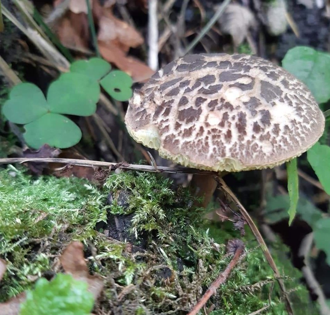 Happy Friday

#mushroom #FungiFriday #fungi #mycology #mushy #britishwoodland #uk