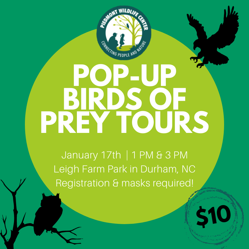 "Whooo" needs plans for the school holiday on January 17th? 🦉 Join us at 1 PM or 3 PM for our first Pop-Up Birds of Prey Tours of the new year!

Can't make it on MLK Jr. Day? We also have tours in February, March, &amp; April! Spots are limited: campscui.active.com/orgs/PiedmontW…
