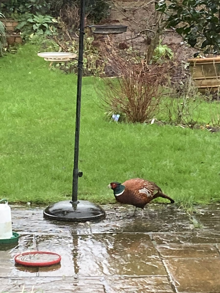 PeterRobinMason's tweet photo. Honey had her morning walk today before the rain started. It’s now pouring down, but she’s being entertained by the male pheasant that has appeared in the garden. She’d really like to go out and “play” with it, but we’re spoilsports. https://t.co/bdW4F103Wc