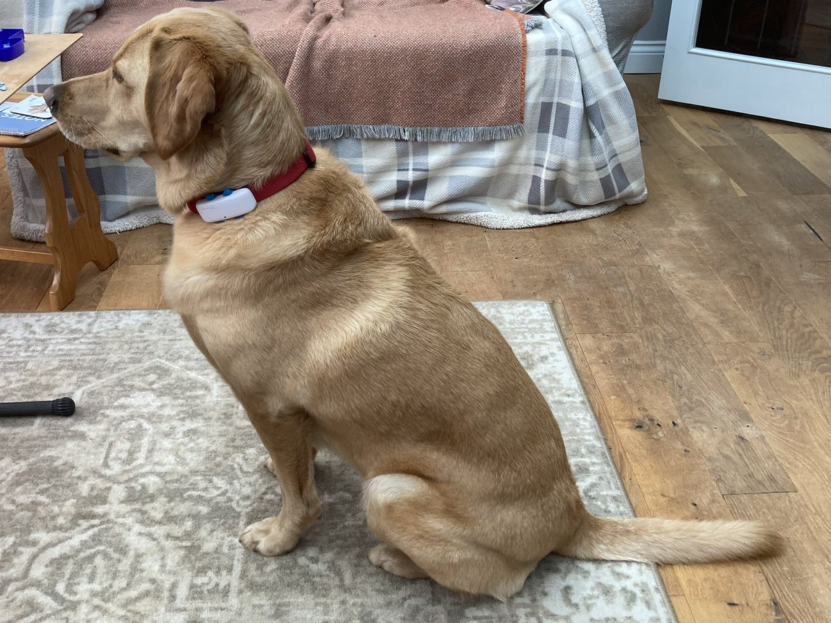 PeterRobinMason's tweet photo. Honey had her morning walk today before the rain started. It’s now pouring down, but she’s being entertained by the male pheasant that has appeared in the garden. She’d really like to go out and “play” with it, but we’re spoilsports. https://t.co/bdW4F103Wc