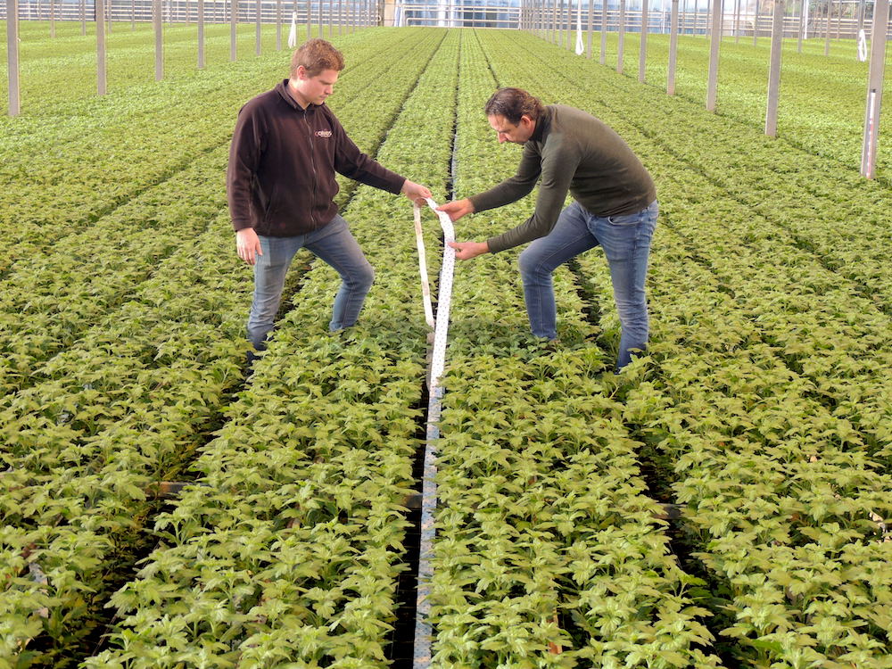Steeds meer chrysantenkwekers stappen over op biologische tripsbestrijding met Bugline. Cornelis Quik van Cornelisjan Flowers (op de foto) en Johan van Putten van Buijs Flowers vertellen hoe zij dat hebben aangepakt. #gewasbescherming #duurzaam <a href="/iperen_nl/">Van Iperen</a> digitaal.bloemisterij.nl/bloemisterij-e…