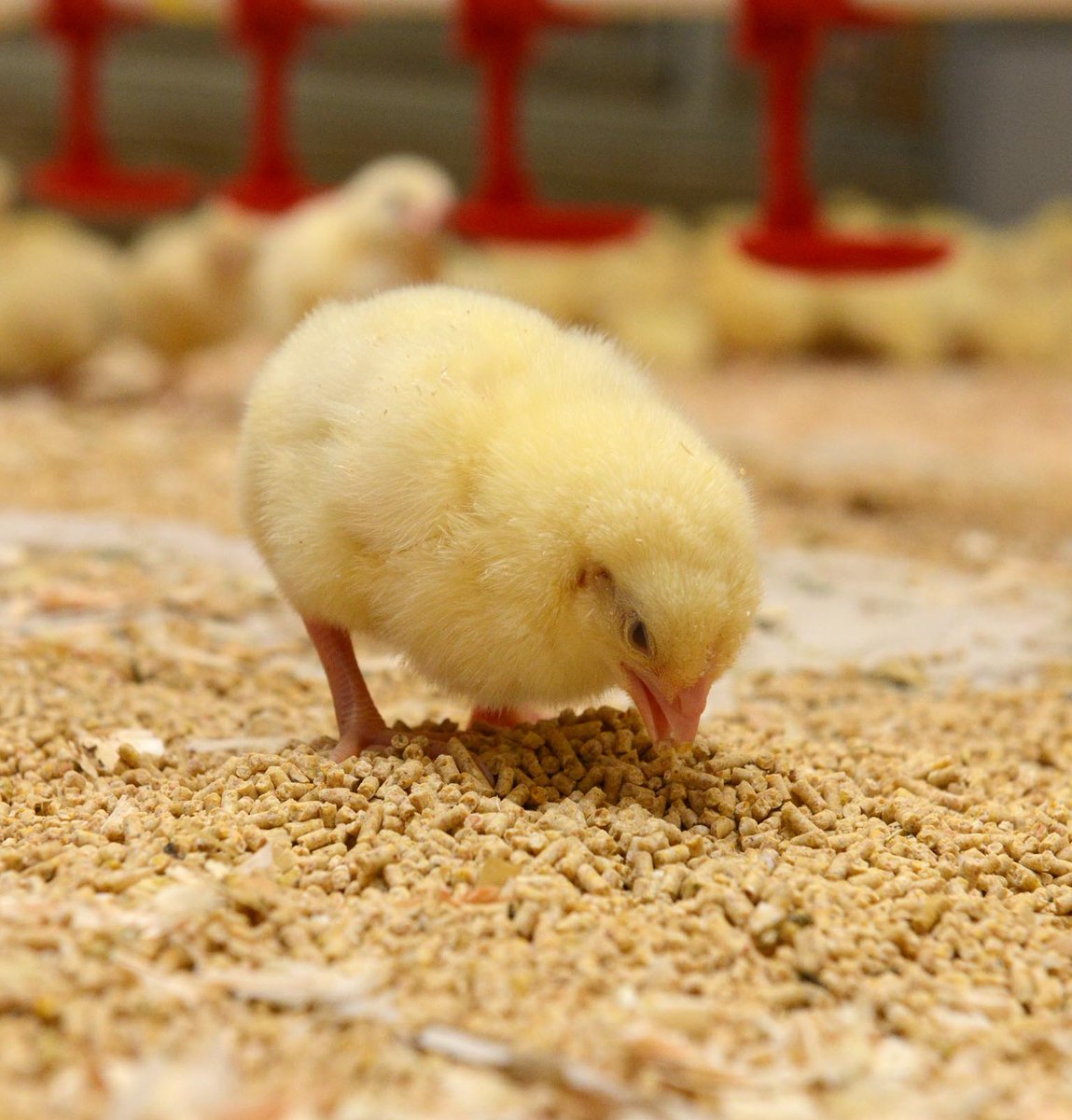 Ensure your chicks get off to the best possible start with AlphaStart. Specifically formulated to support gut development and supply optimum protein levels, enabling amino acid sparing and efficient protein utilisation. To find out more visit our website: https://t.co/TmZ33mnn53 https://t.co/ygCvh83stn