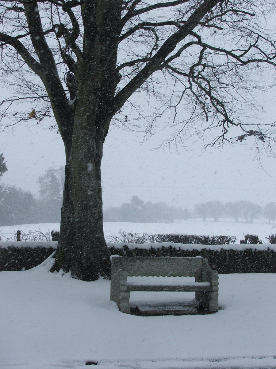 Be still and know…… #kildare #WFH #Snowfall #Tree #walking