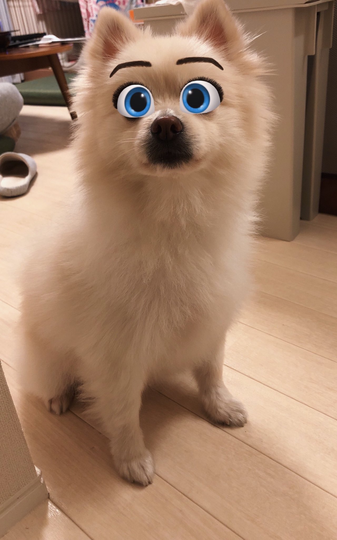 えりんこ 犬に反応するsnowが楽しいw T Co Vt0wfhktce Twitter