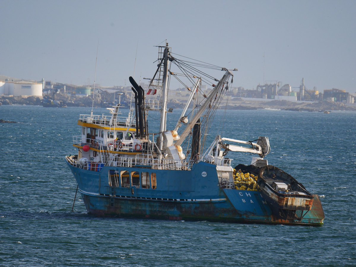 Ne_Fo's tweet photo. Artenverschiebung aufgrund von Kipppunkt im Humboldt-Strom vor Peru: Forschende rekonstruieren Zusammenhang zwischen #Ozeanerwärmung und Verschiebung zu kleineren #Fischarten anhand von Sedimentproben aus dem Humboldtstrom-Gebiet. @kieluni 

#BioDivNews
https://t.co/2Dz5VPACUw https://t.co/VfIEM1ieai