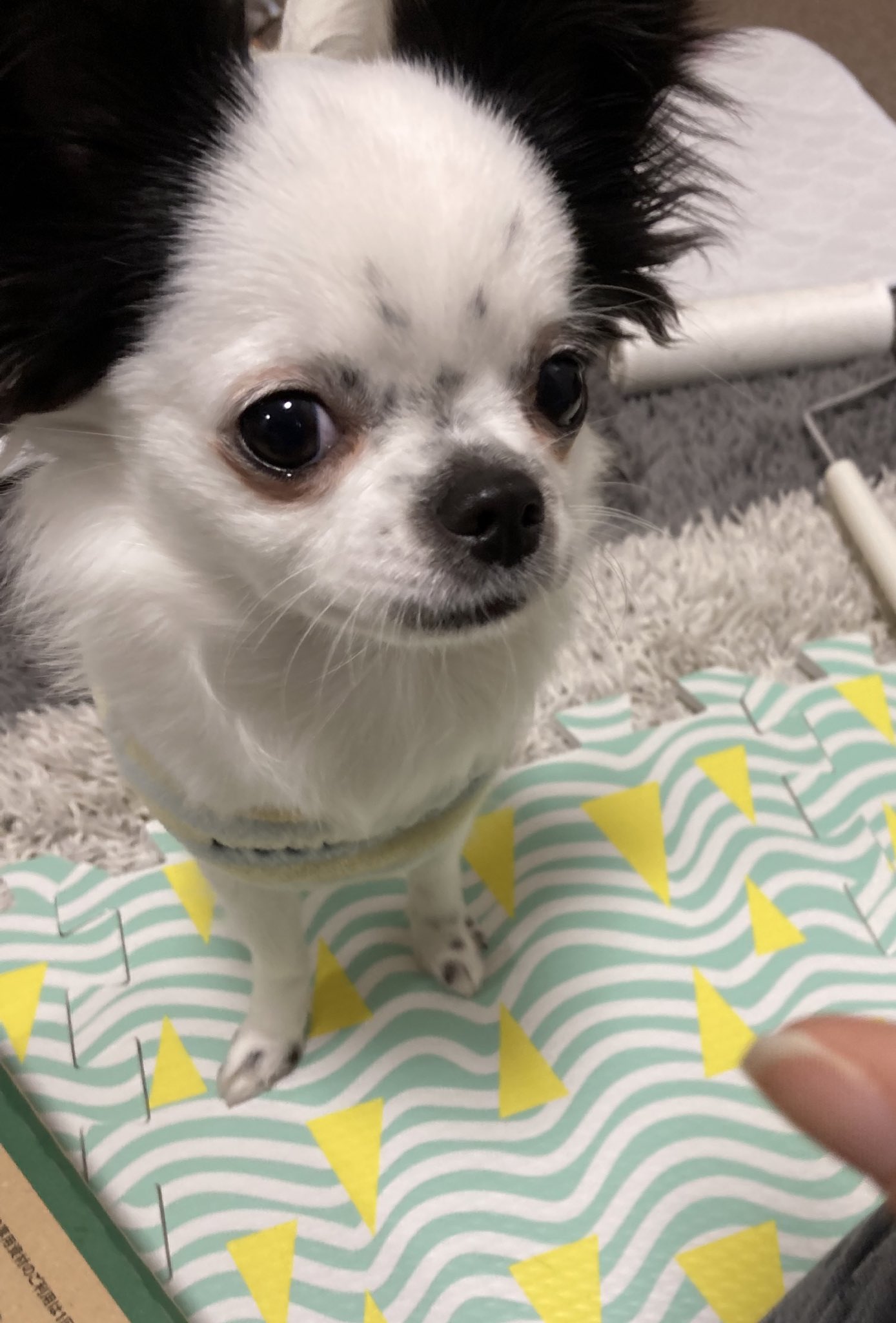 しろくろチワワのこむぎ ペン回しでこんなにも目を輝かせるの愛おしすぎるな チワワ チワワのいる暮らし こむぎちゃん 犬のいる暮らし 犬好きさんと繋がりたい T Co M8wnl59owz Twitter