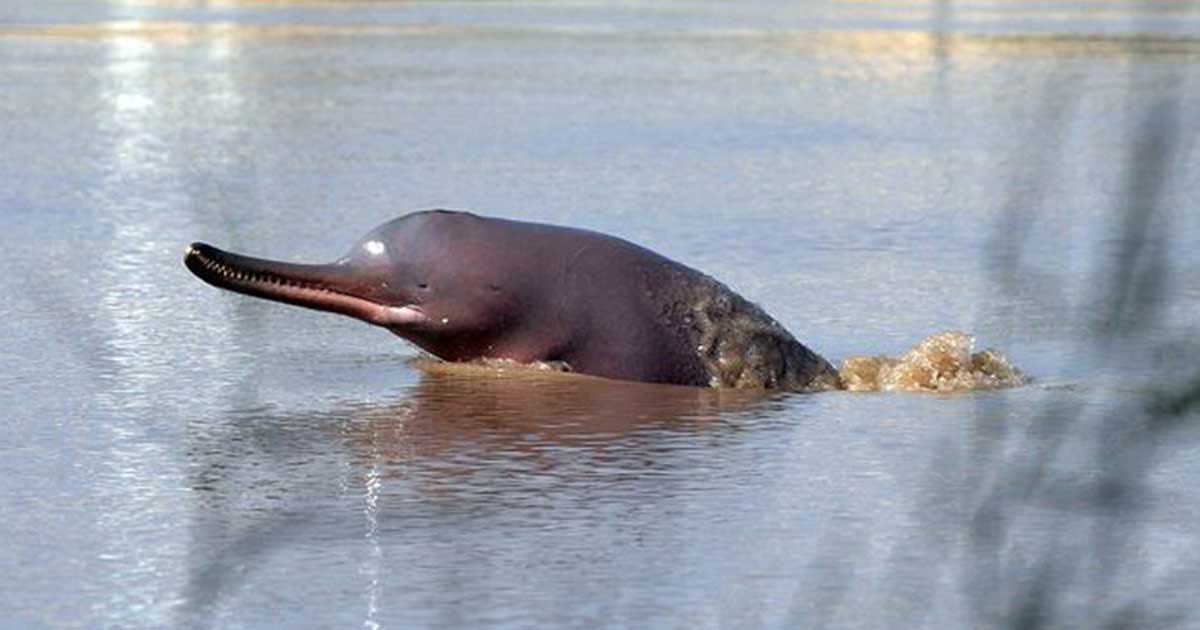 The Indus River is known for its dolphins, some of the most intelligent animals on the planet. Sadly,due to mismanagement of the river,illegal fishing, inattention to conservation, their population is under threat.Last month, 3 rare dolphins were found dead. #savethedolphins