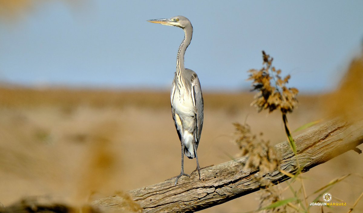 PASEANDO POR EL BRAZO DEL ESTE. 
Ayer decidí dar un paseo por el campo y vi como está bonita Garza posaba delante de mi sobre un tronco. 📸 Momento justo antes de emprender el vuelo. 

Equipo:
#fujixt3 + #fujinon 100-400 + duplicador 1.4 

Editada la fotografía con CaptureOne