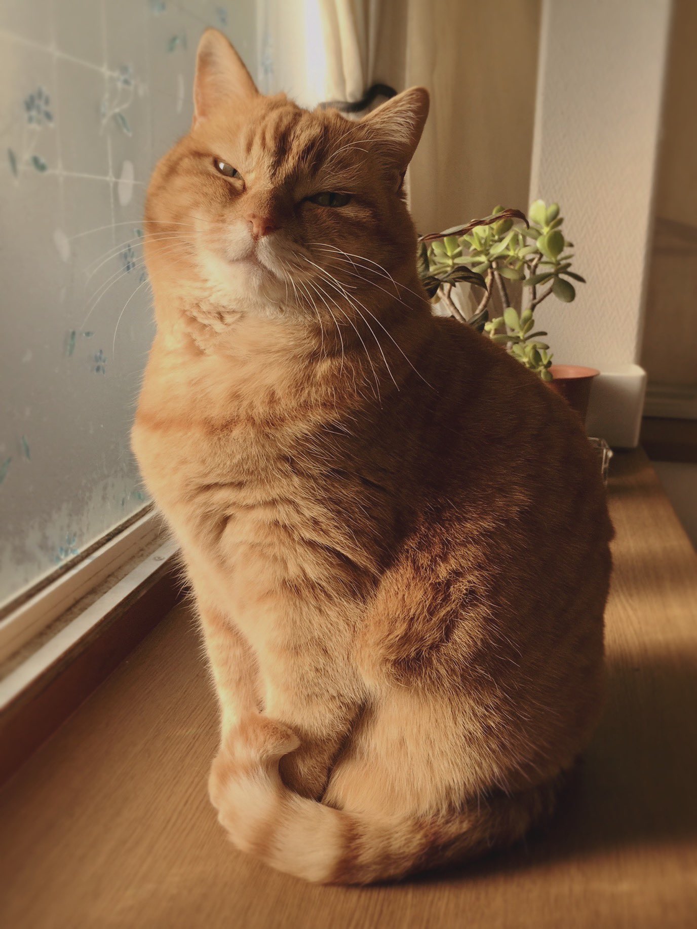 ギターにじゃれるねこちゃんチャーム 茶とら 担が