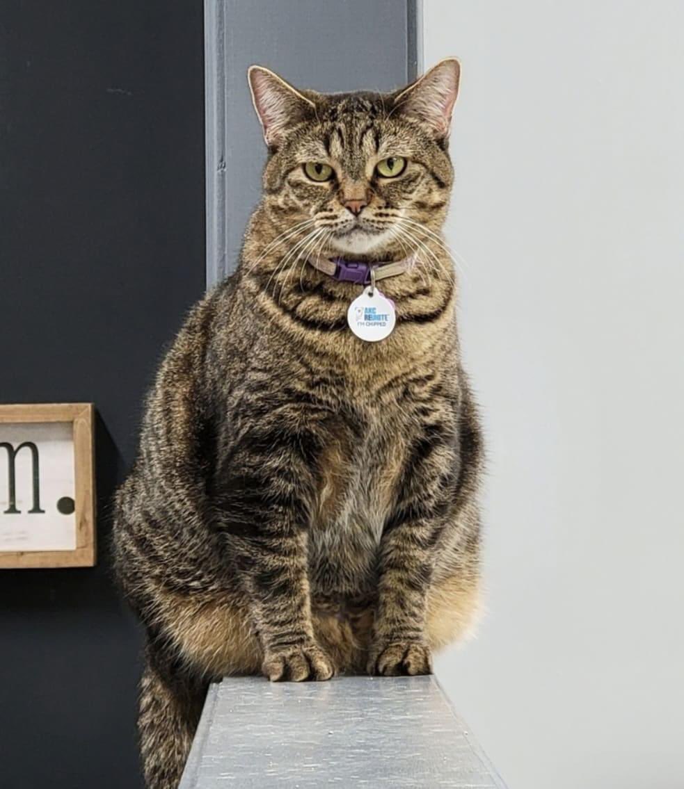 Boss chonk vibes. 😎💯 📷: Ginny (Virginnia) #Friday #TabbyCat #ChonkyCat #ServingLooks