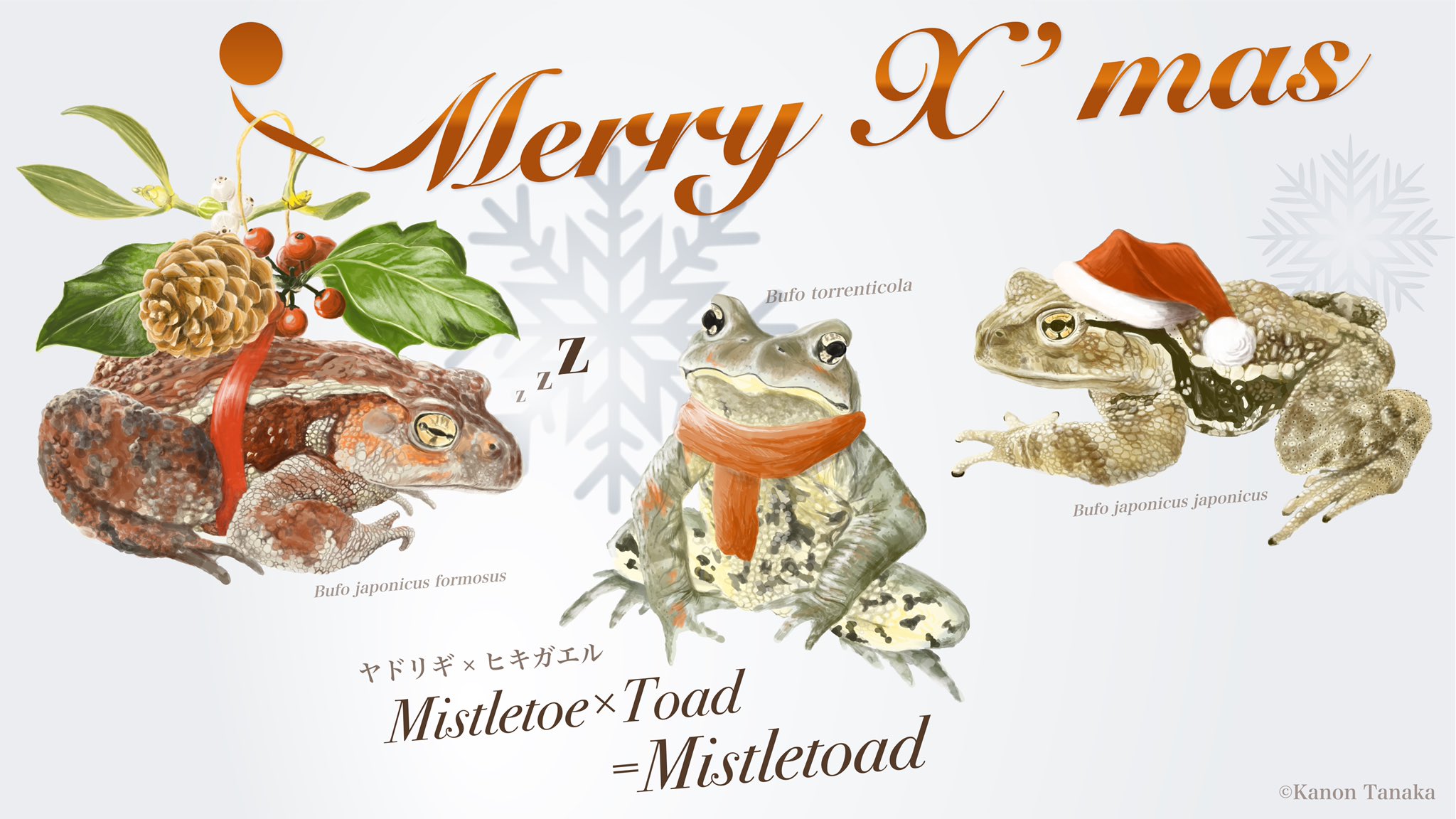 Kanon Tanaka Mistletoad Mistletoe Toad これまたかわいいヒキガエルのご依頼です 遅すぎるメリークリスマス ニホンヒキガエル ナガレヒキガエル アズマヒキガエル Illustration Frog ヒキガエル Mistletoad イラスト Color Kanon Tanaka Mistletoad Mistletoe Toad これまたかわいいヒキガエルのご依頼です 遅すぎるメリークリスマス ニホンヒキガエル ナガレヒキガエル アズマヒキガエル Illustration Frog ヒキガエル Mistletoad イラスト Color