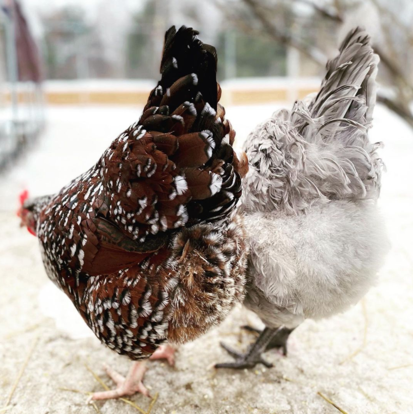 MeyerHatchery's tweet photo. Happy Fluffy Butt Friday!

📸: @farminthefield 

#fluffybuttfriday #fluffybutt #chickens #backyardchickens #chickensofinstagram #freerangechickens #repost #meyerhatchery https://t.co/K9Kg0A7REc