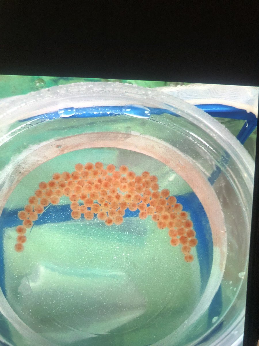 dr_rhodan's tweet photo. Our AP Biology class are raising trout! I am happy to report they have hatched successfully! #thisisirmo @rlhardyus @IrmoHigh https://t.co/8ggcPZsou4