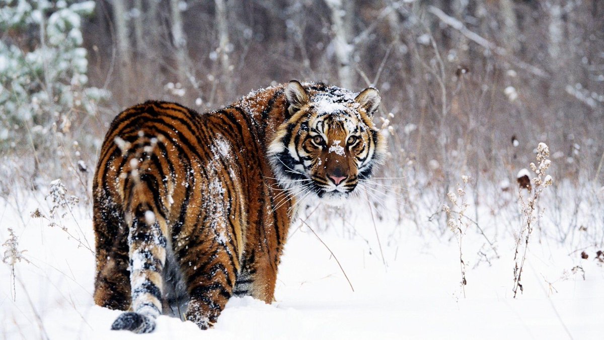 Coach_Webster2's tweet image. It&apos;s freezing outside! Good excuse to be lazy huh? NO... The Way You Do Anything is the Way You Do Everything! Tigers hunt in the cold! #NETigers #NortheastWay
