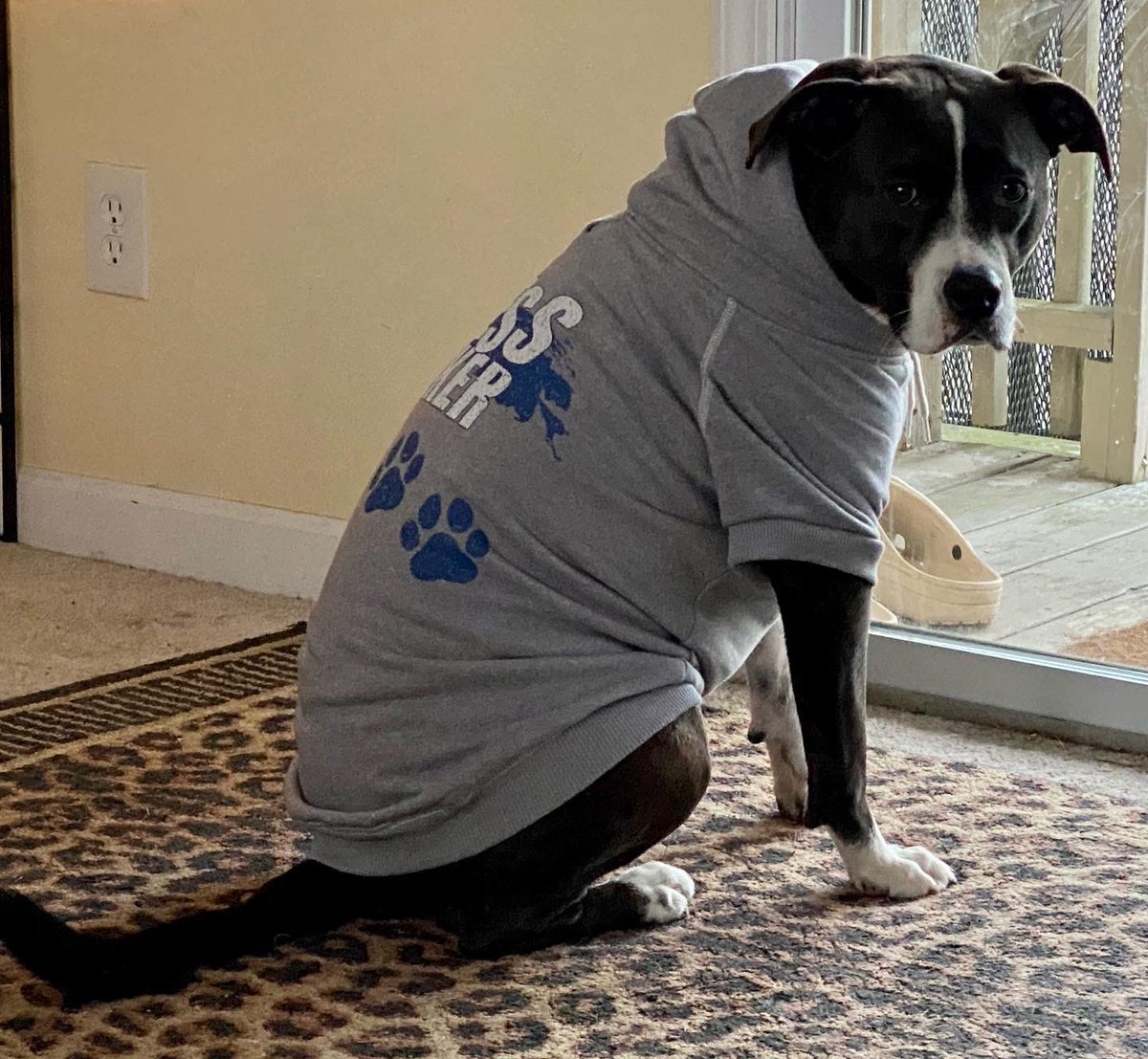 ChefKevinBelton's tweet photo. How cold is it? Cookie isnโt going outside and she even has a hoodie on๐ถ๐๐พ #homelife #cookie #cookiemonster #babyitscoldoutside #shesnotgoingout #doginahoodie #itstoocold #family #messmaker https://t.co/J7xuAVqa3J