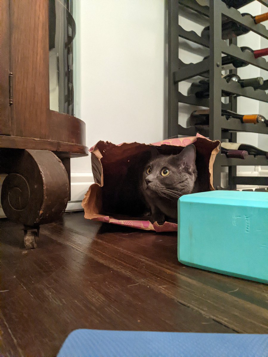 I told Thor how cold it is outside, he hid in his catnip bag https://t.co/dOYwhvyUfj