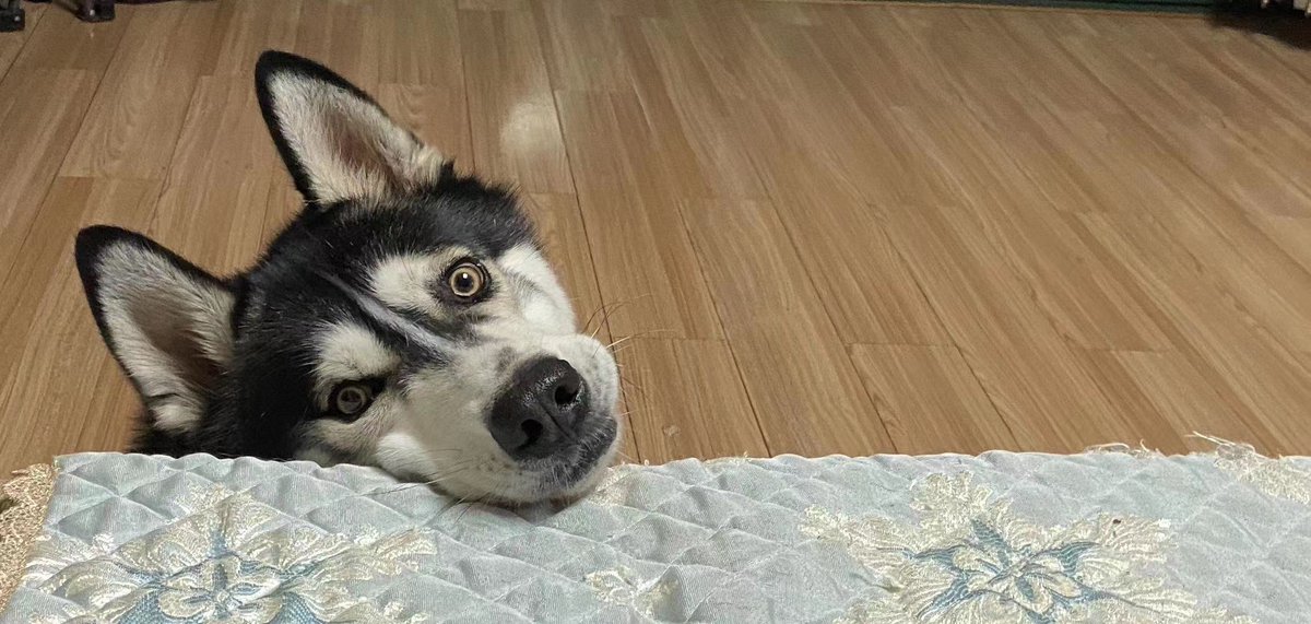 好傻，哈哈哈哈哈哈哈哈哈哈