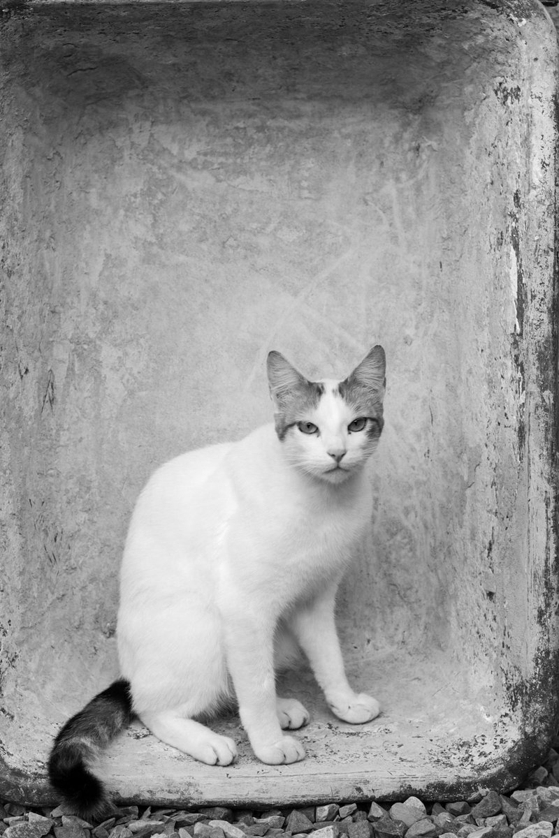 <a href="/onlinemerli/">brnmerli 🔥</a> "Portrait of Baunilha" 
0.6 #tez