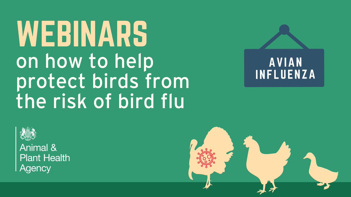 APHAgovuk's tweet photo. ‼️ More #AvianInfluenza webinars❗ If you missed out, now is your chance to learn more about #BirdFlu &amp; how to protect your birds from it. 

12th January - Smallholders &amp; pet bird keepers
13th January - commercial keepers

Register here: https://t.co/BcczCj6NyN #Chickens #Ducks https://t.co/LHjZfToB02