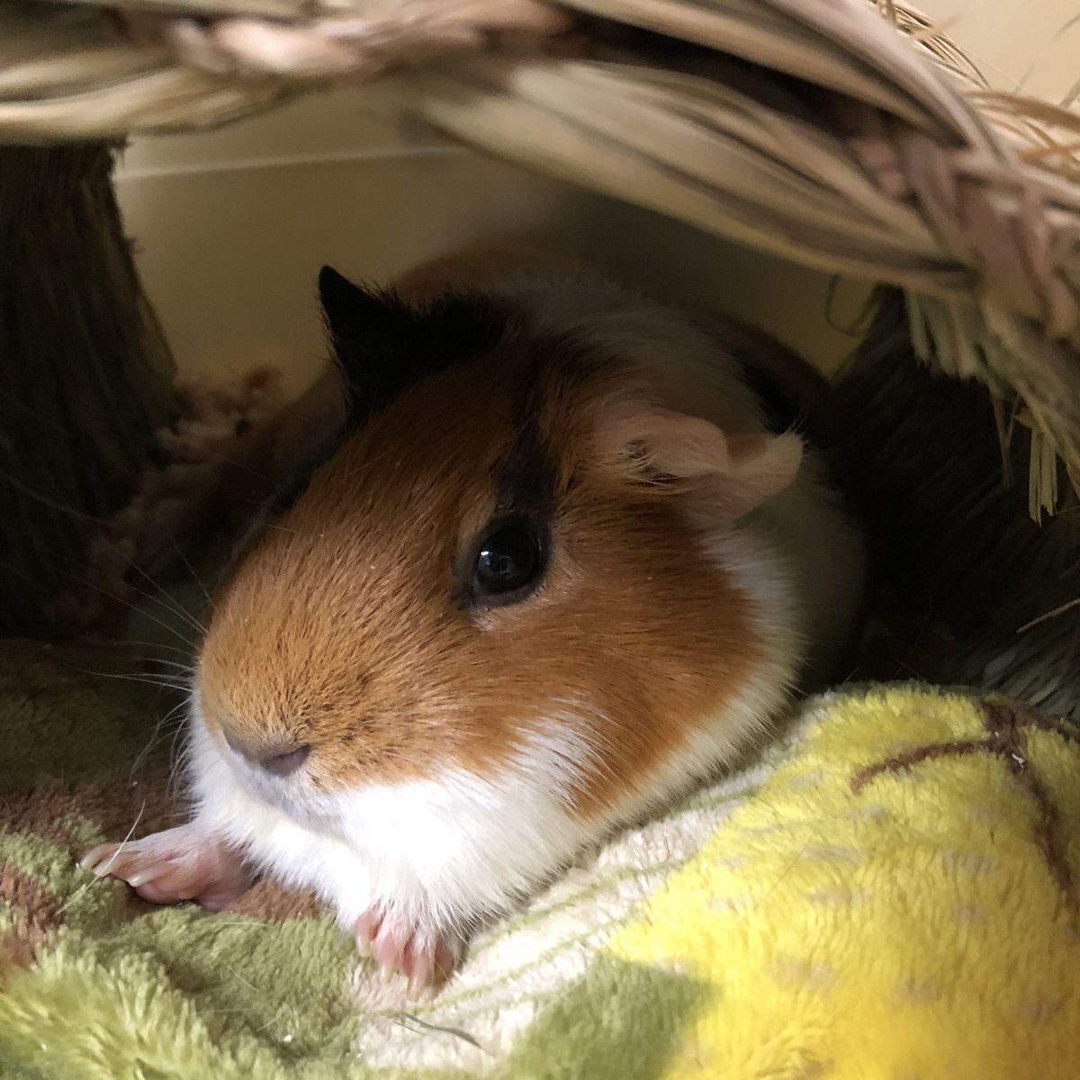 じつはシュバルセちゃんが
息を引き取りました。

捨てられていたコなので何歳かわからないけど7年は生きてるので本当に強い子でした。

最後は腰が抜けて？歩けなかったけど
昨日までご飯も食べて🍚素晴らしい
うちに連れてきちゃったけどききわけのいい子だし本当にありがとう。