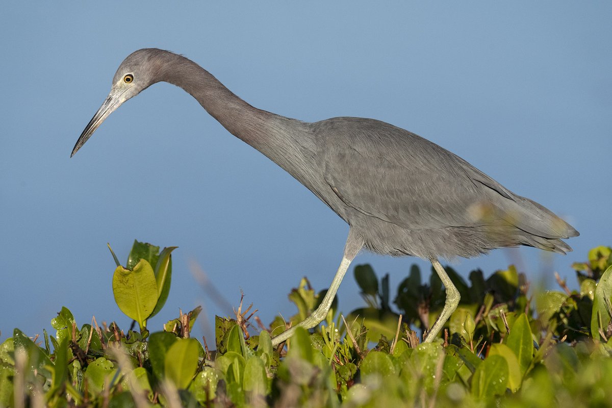 The little blue heron’s slaty-blue feathers are accented by purplish-maroon plumage on its neck, yellow eyes, and light-green legs. Sunrise at “Ding” Darling National Wildlife Refuge, Florida. Color adjustments on dual Sharp NEC PA311D-BK-SV displays. <a href="/sharpnec/">アオイ</a>.