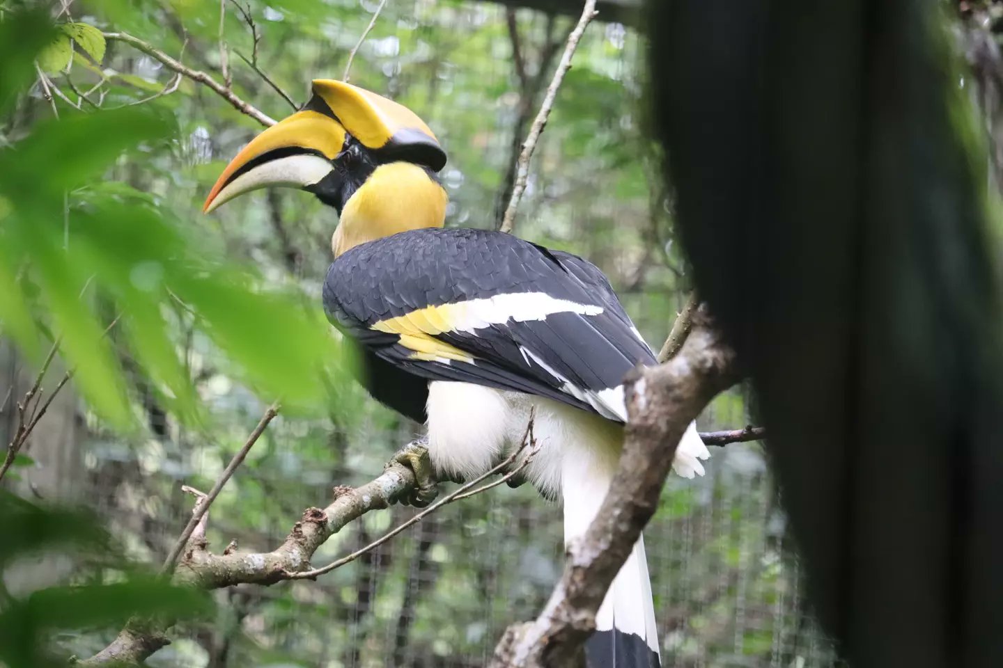 軒轅帝王on Twitter 犀鳥科 雙角犀鳥 印度大犀鳥 21 11 拍攝於臺北市立動物園 動物 鳥 鳥類 動物園 攝影 犀鳥科 雙角犀 鳥