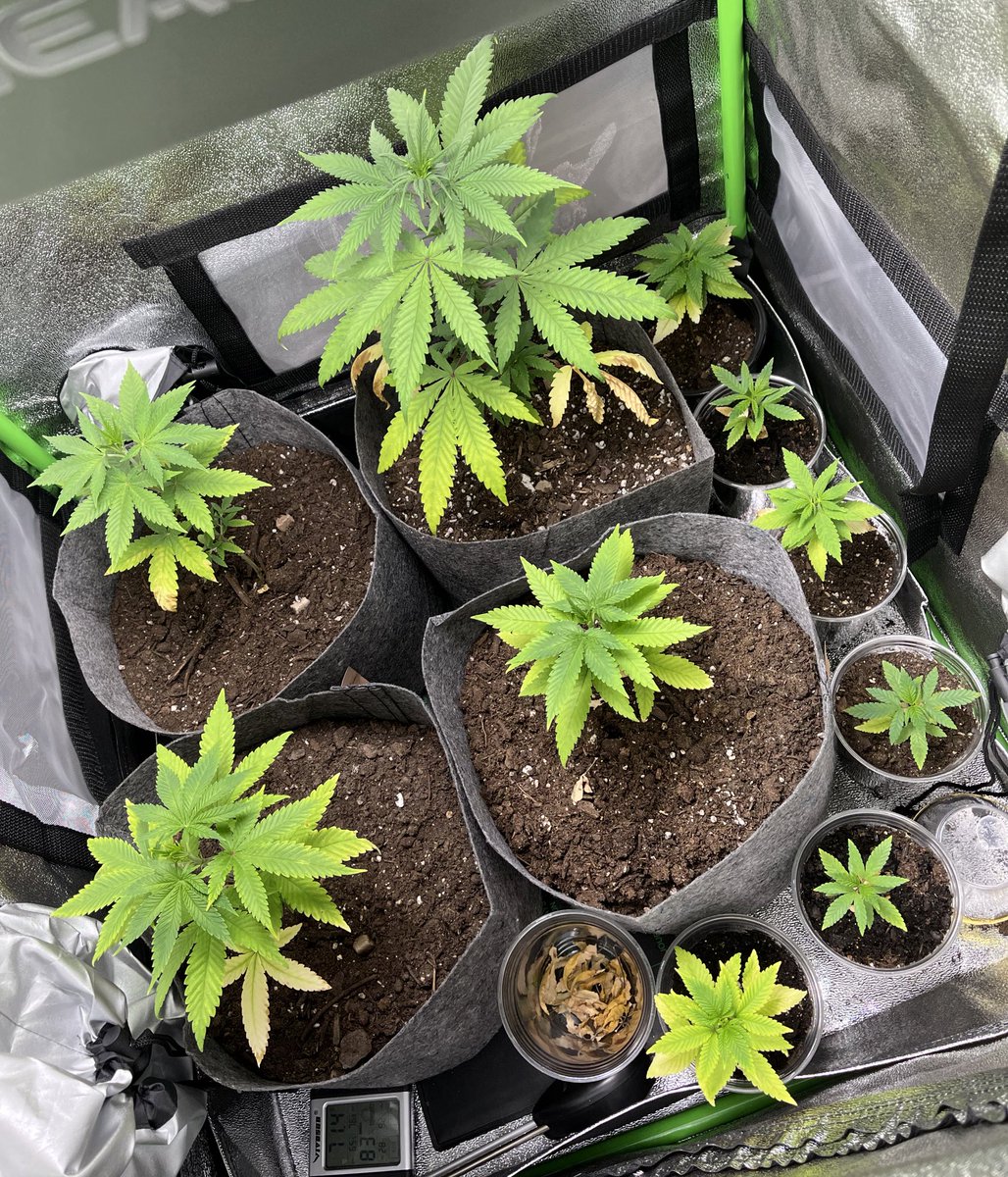 HTMLgarden tweet media