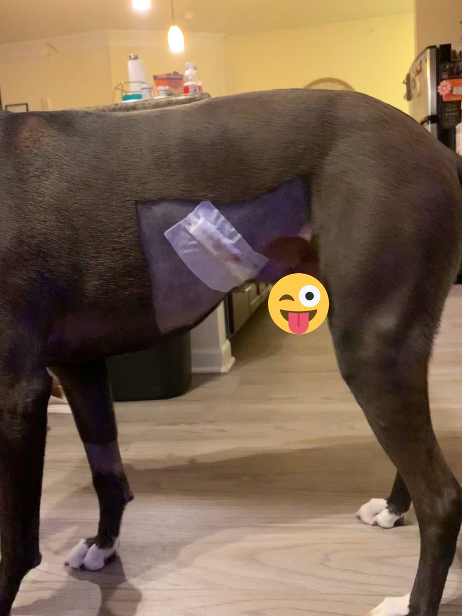 mglacks's tweet image. Mass was removed, waiting on results to see if it was cancerous and if the margins were big enough to make sure cells don’t grow back 🥺🐶 Piccolo is a trooper and recovery is going well so far!