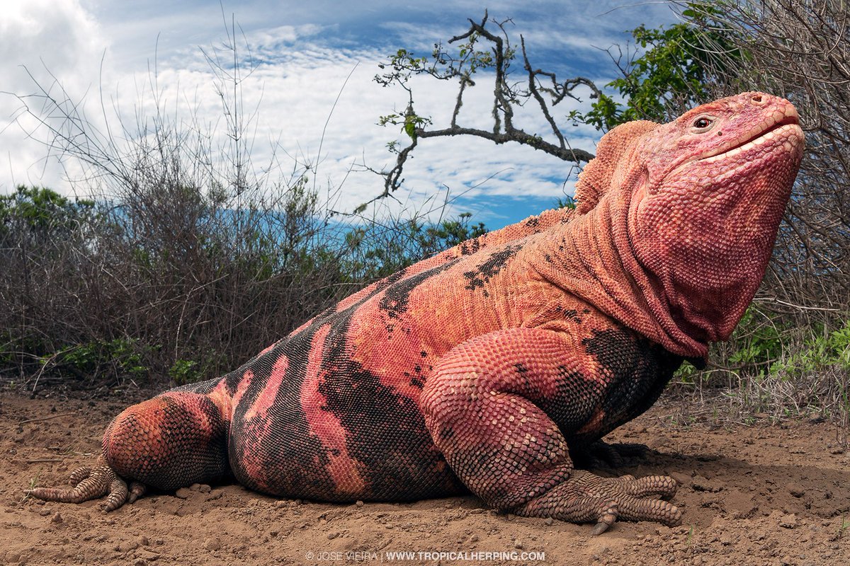 En erupción el Volcán Wolf 🌋🇪🇨 (#Galápagos), único lugar donde habita la iguana rosada. 

Esta especie ya está considerada como Criticamente Amenzada. La erupción la puede dejar al borde de la extinción (o extinta). 

Acción urgente <a href="/parquegalapagos/">Parque Galápagos</a>

📷: PNG y <a href="/TropicalHerping/">Tropical Herping</a>