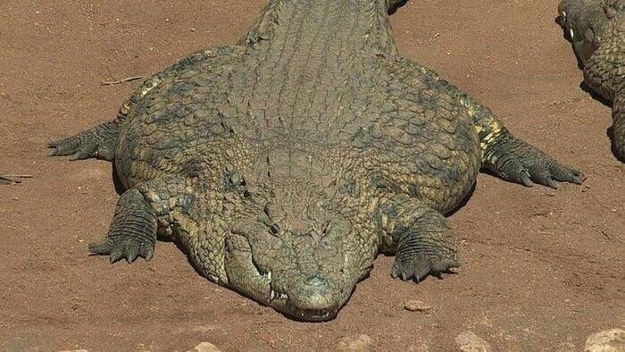 GatorsDaily's tweet photo. ITS FLAT FUCKERS FRIDAY!!!! https://t.co/jXHy533wz8