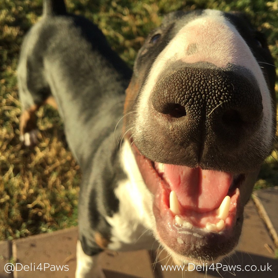 Friday &amp; it’s the weekend smile!

Hope you all have a fabulous weekend 😊

Visit Deli4Paws.co.uk to view our full range of cat and dog natural treats. 

Happiness in a box!

#Deli4Paws #Smallbizuk