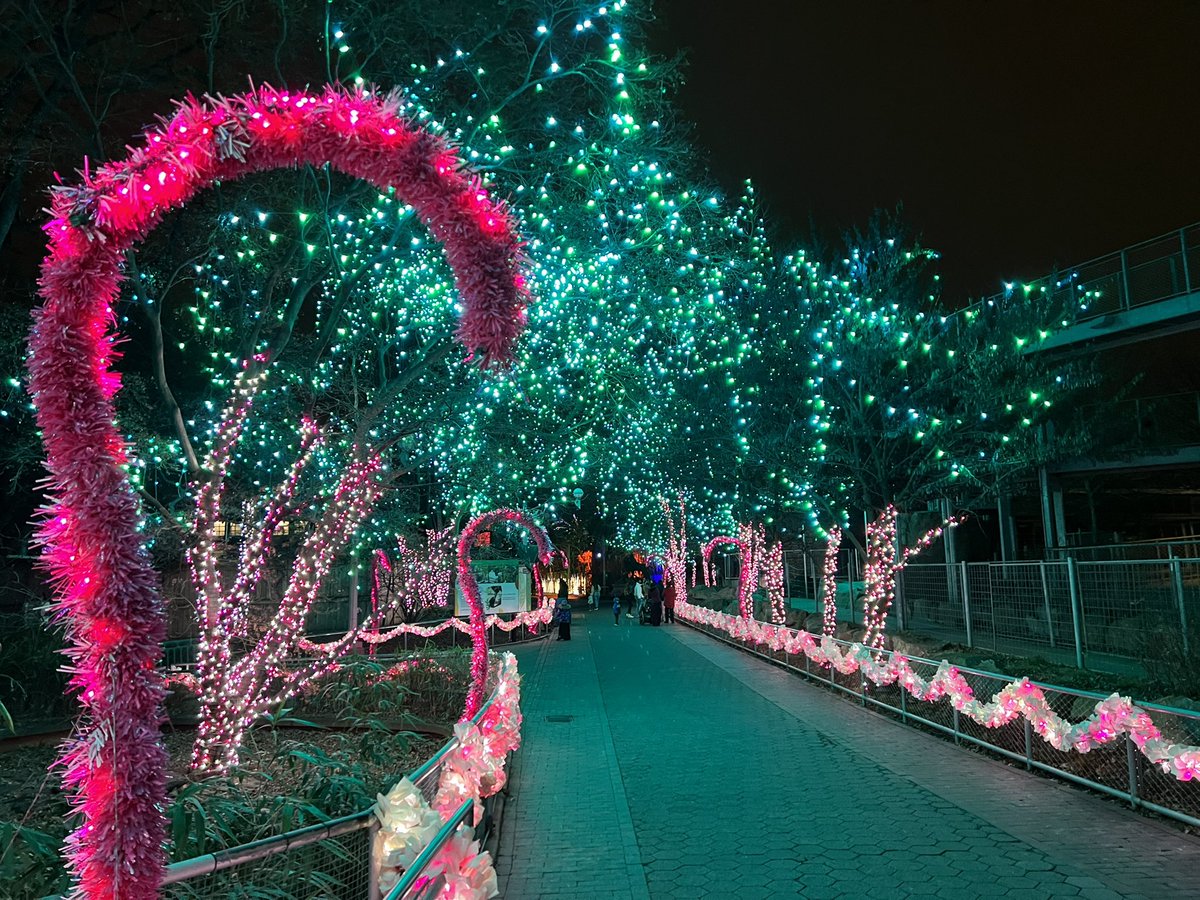 CindyWeb94's tweet photo. Extending the holiday cheer @phillyzoo #LumiNature. This is the last weekend for it so go check it out. It’s really cool! 🎄❄️🐆🦘🦌🐑 https://t.co/5YPmpMfcLo