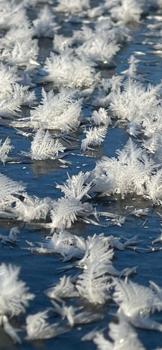 snodgrss's tweet photo. Ice crystals formed on top of Lake of the Woods in Mahomet, IL last night as the temperature dropped to 0°F across the area. https://t.co/Dvwpiwv3OL