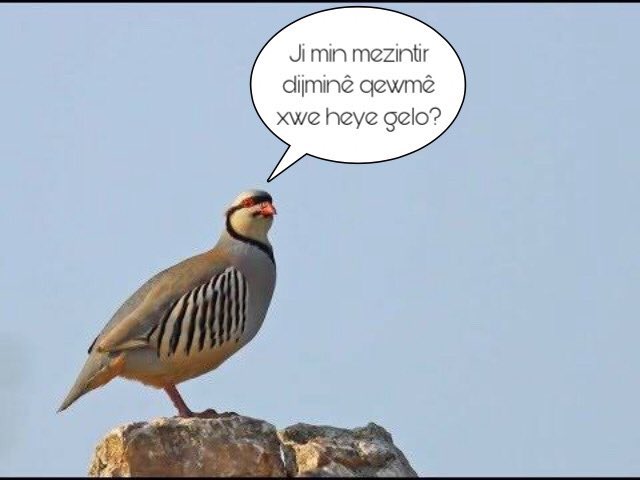 senyorolololawo's tweet photo. Lê kewê kewê te hê Kurd nas nekirine https://t.co/pDnRbUqZ4O