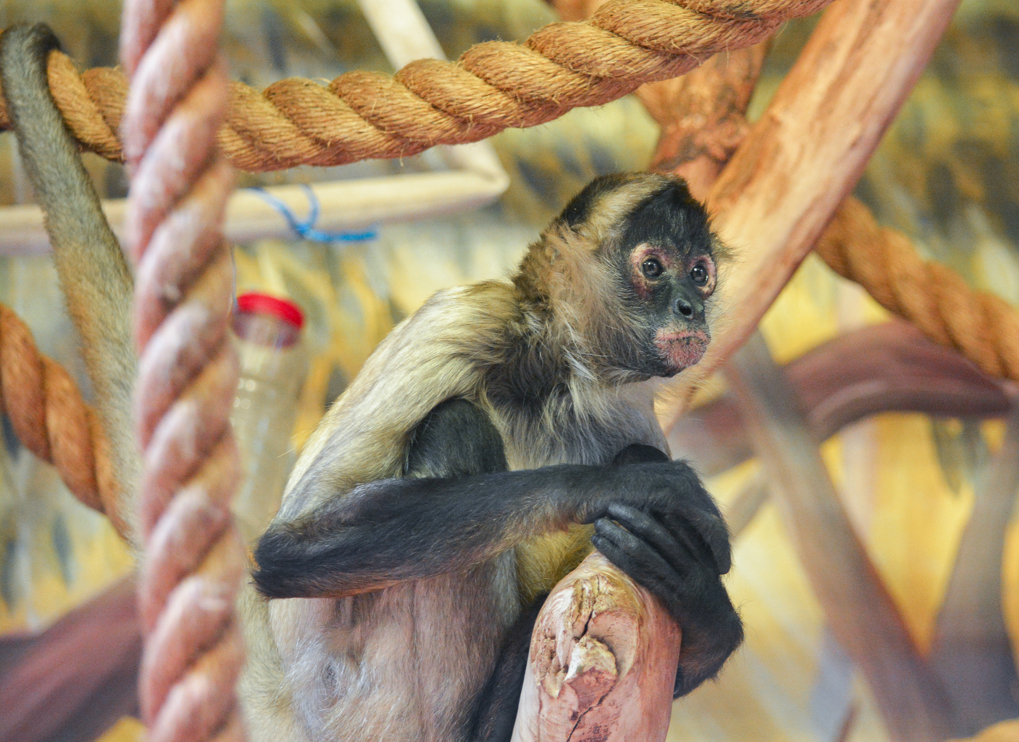 Racine Zoo on X: 🐒Animal Feature: Black-handed spider monkeys are known  for their distinctive personalities and long limbs and tail that allow them  to easily swing through trees. They also have a