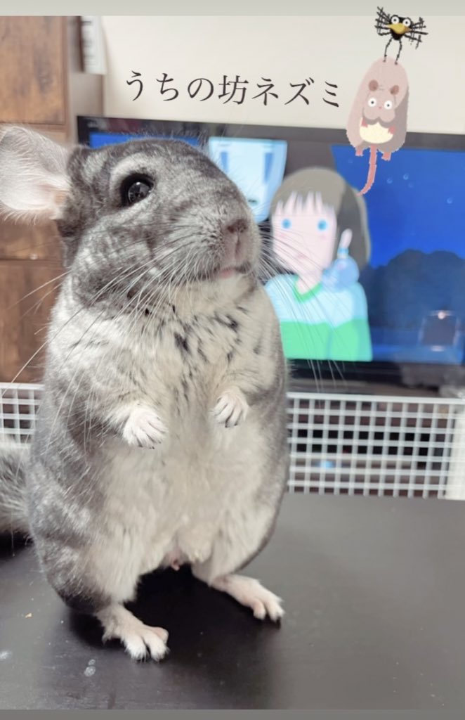 emiriman1015's tweet photo. うちの坊ネズミ🐭♥️
小さいとき家でDVDで見てたのと、今になって見るのとじゃ感じ方が全然違くて、きっとこれからこの先何回見ても毎回思うことは違うんだろうな〜〜
坊ネズミのモデルはやっぱりチンチラかな？笑
#JP_GHIBLI #千と千尋の神隠し #坊ネズミ https://t.co/HliU0U6owM